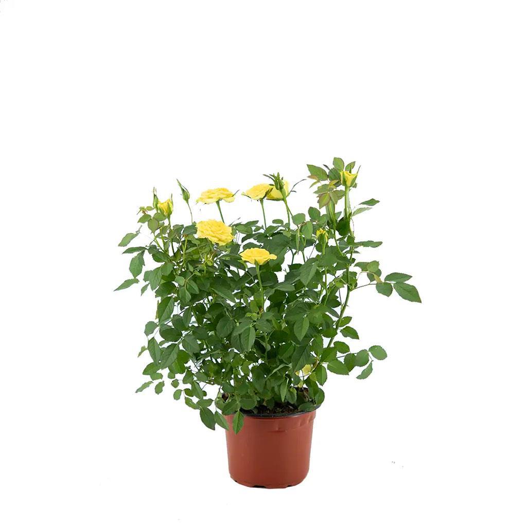 Aşk merdiveni (Nephrolepis exaltata) bakım kartı: Ev ve ofiste yetişir. Doğrudan güneş almayan aydınlık yerde tutun. Yazın haftada iki, kışın bir kez sulayın.