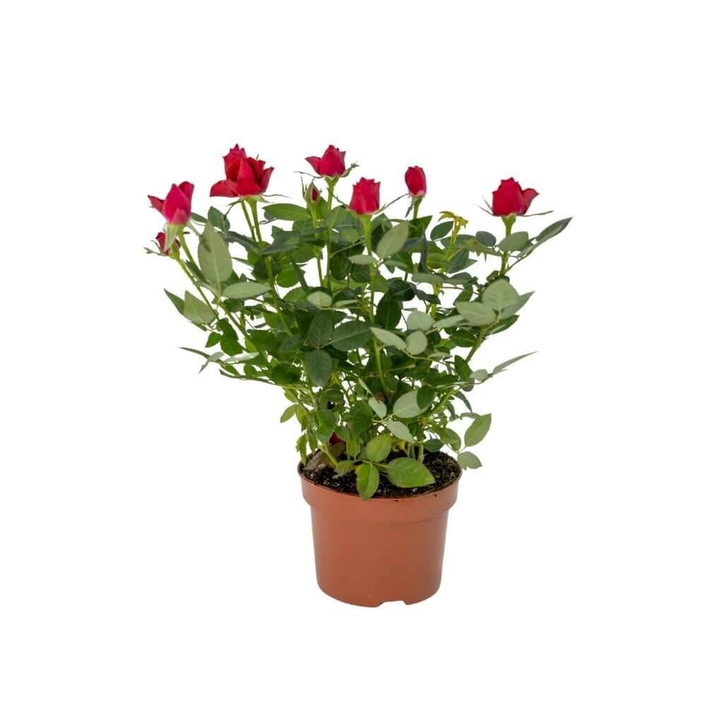 Gül Mini İthal