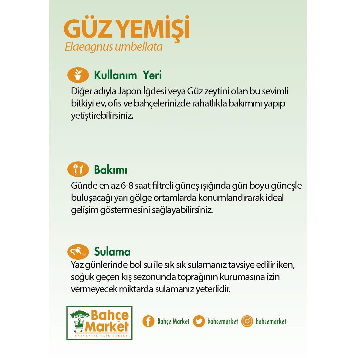 Güz yemişi fidanı, gümüşi yeşil yapraklı ince gövdeli, siyah kare saksıda