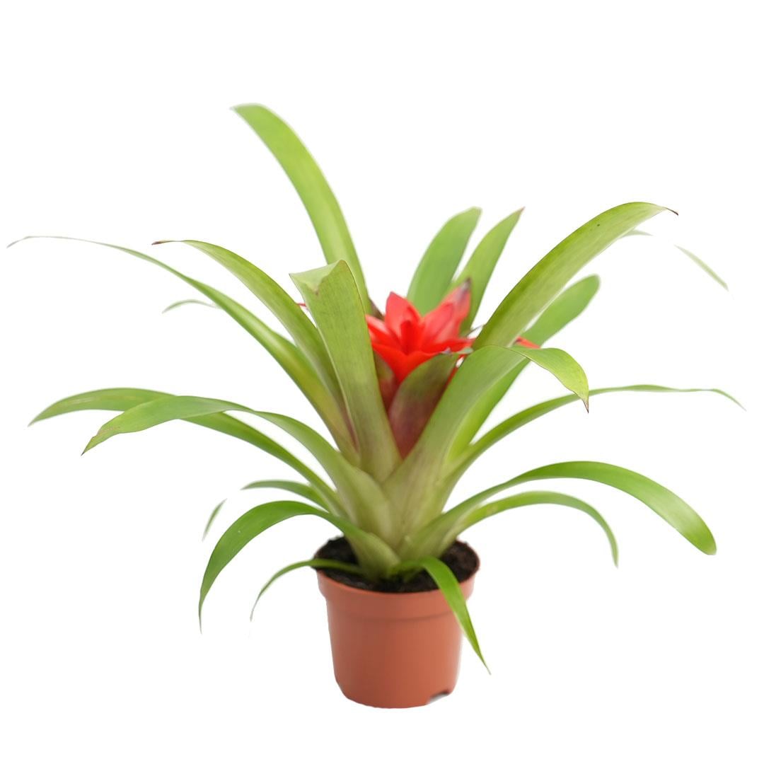 Guzmanya Çiçeği (Kırmızı Yıldız) 20 - 30 Cm