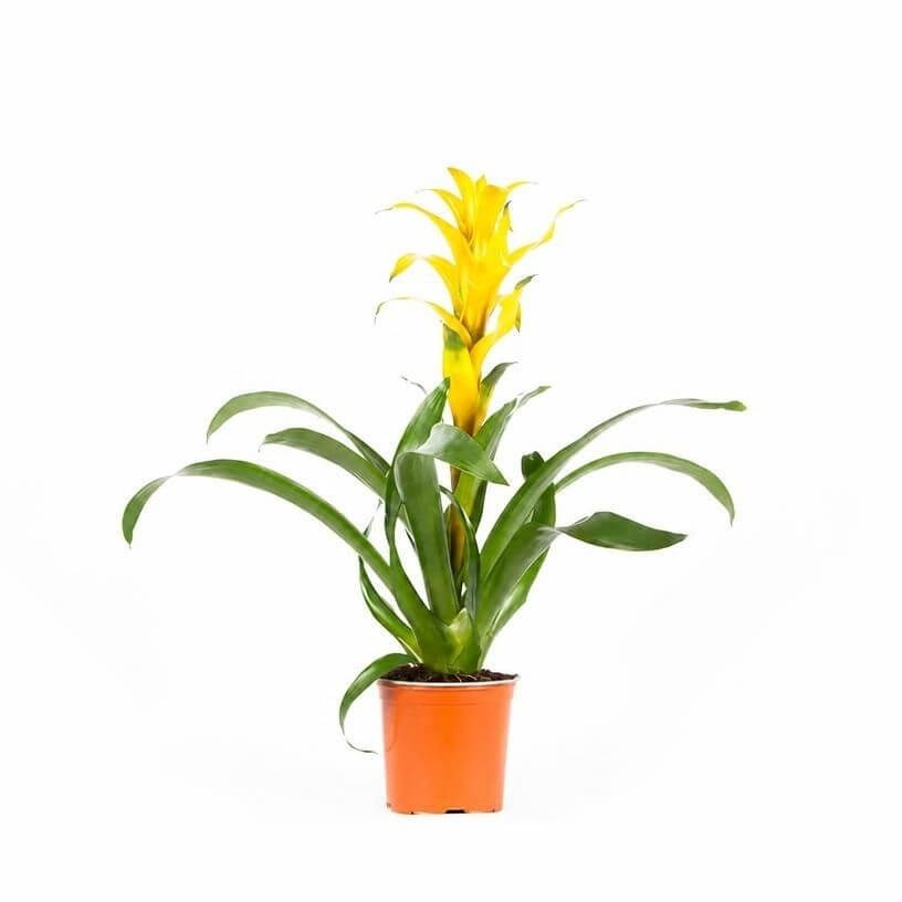 Guzmanya - Kırmızı Yıldız 40 - 60 Cm