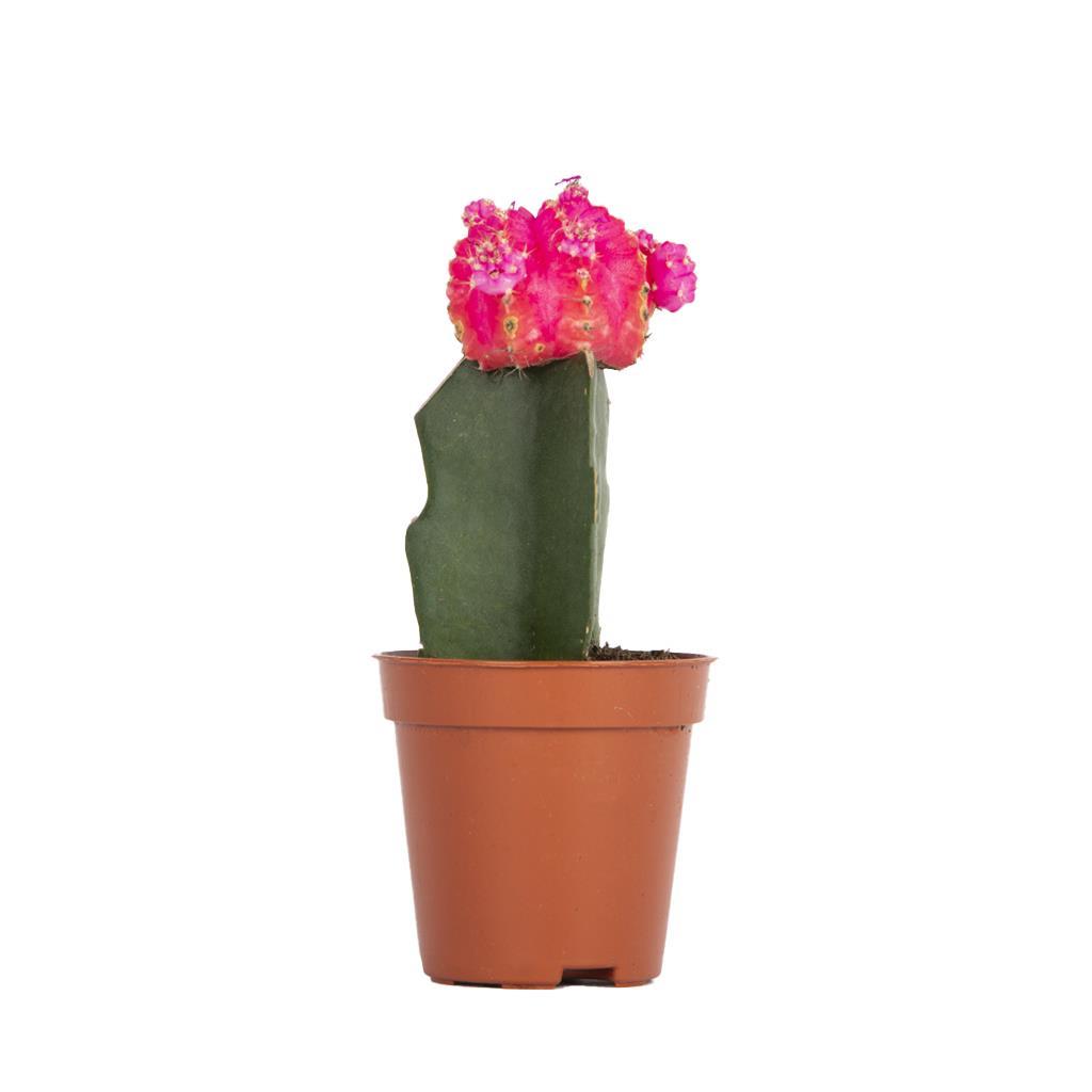 gymnocalycium-japan-6aa779.jpg