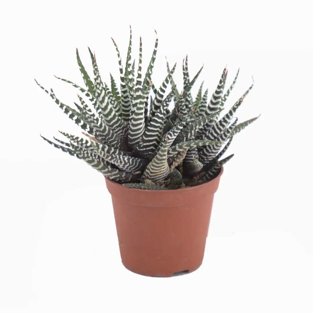 haworthia-fasciata-cap-10-19-bb1.jpg