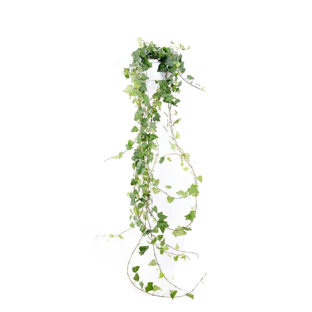 Hedera Askılı (Sarmaşık) 60-80 Cm Yeşil