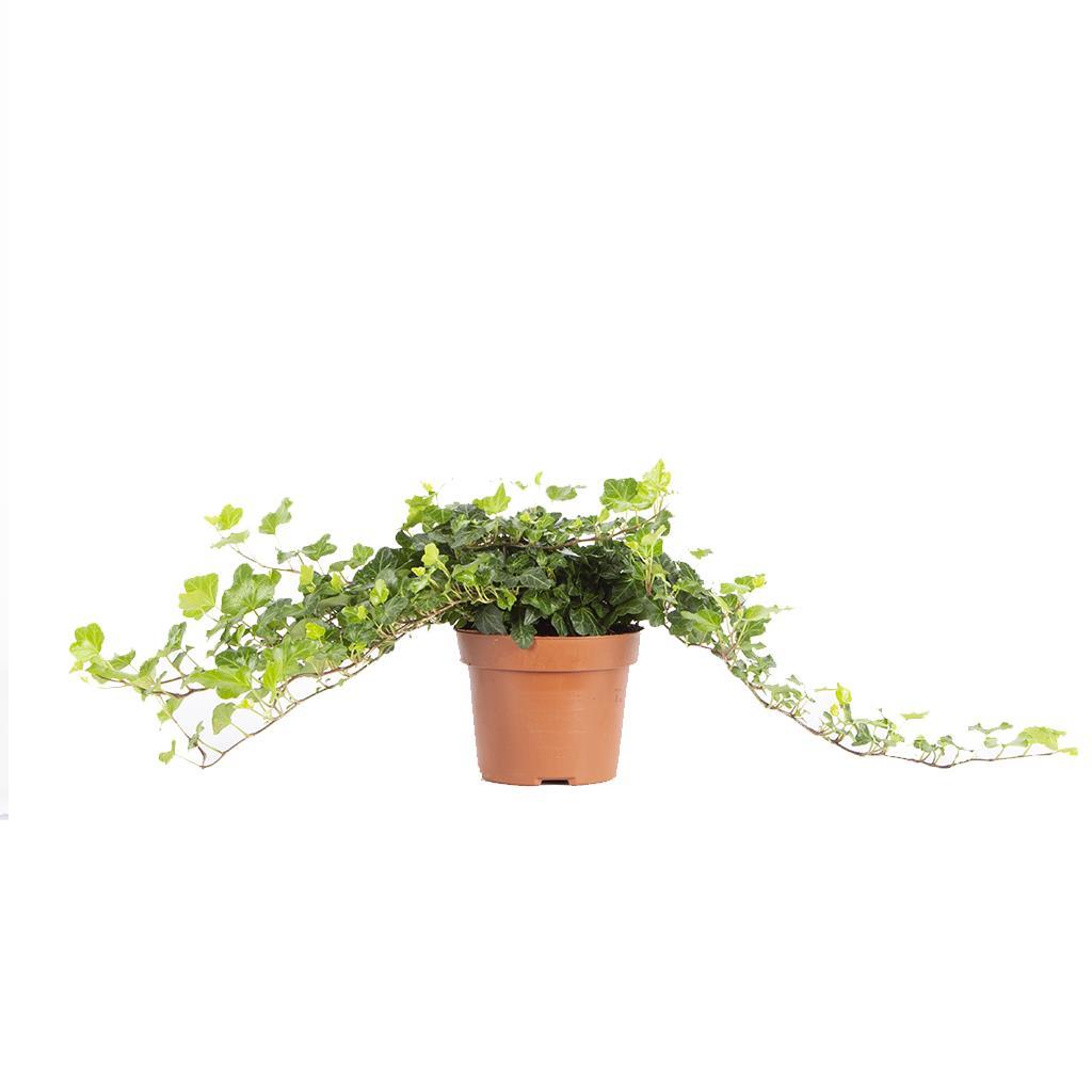 hedera-helix-wonder-000717.jpg