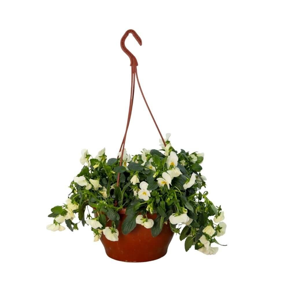 Hercai Menekşe Çiçeği Askılı