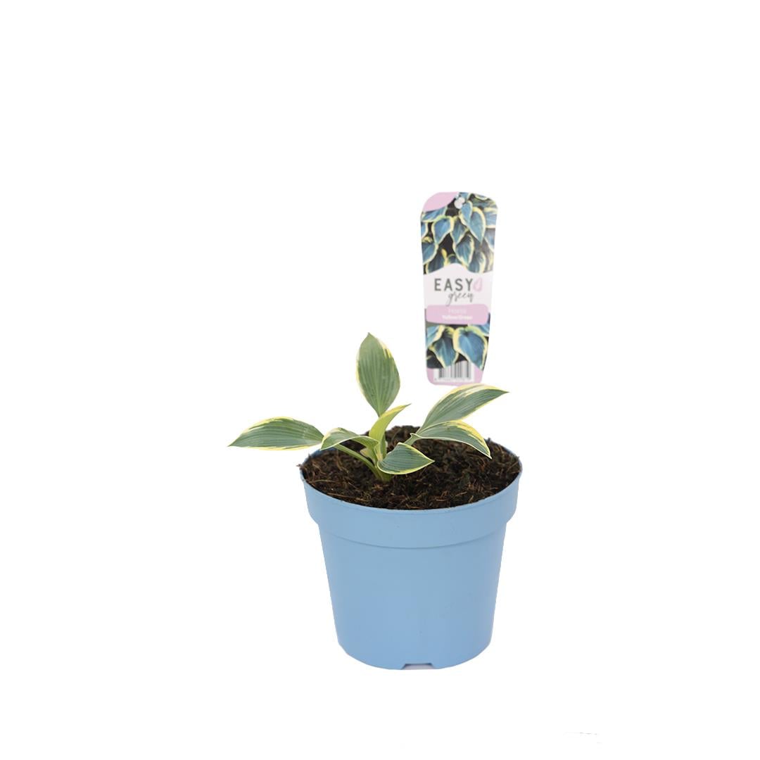 Hosta Çiçeği Mix 20-30 Cm