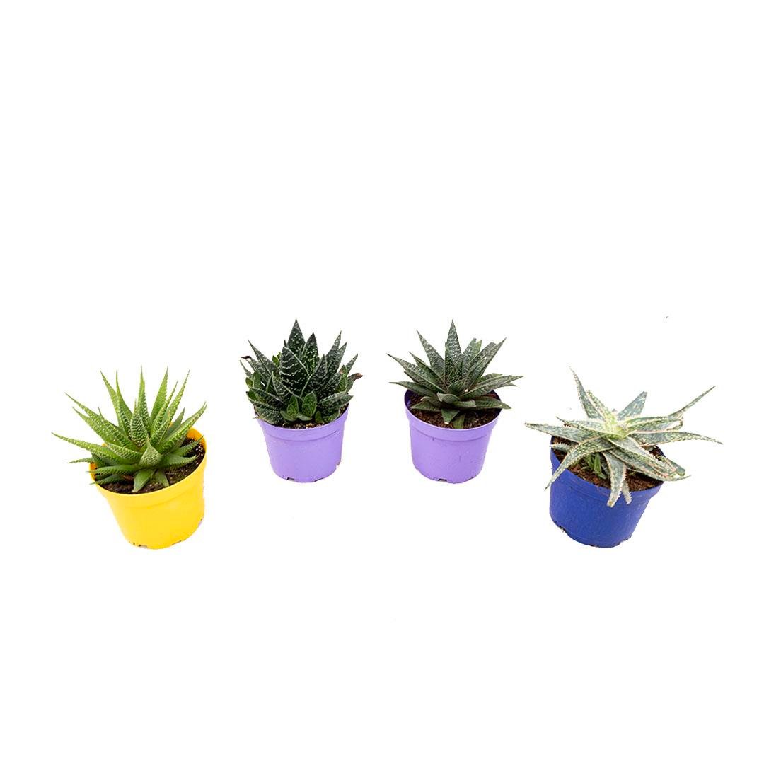 Howartia-Zebra Kaktüsü 10-15 Cm