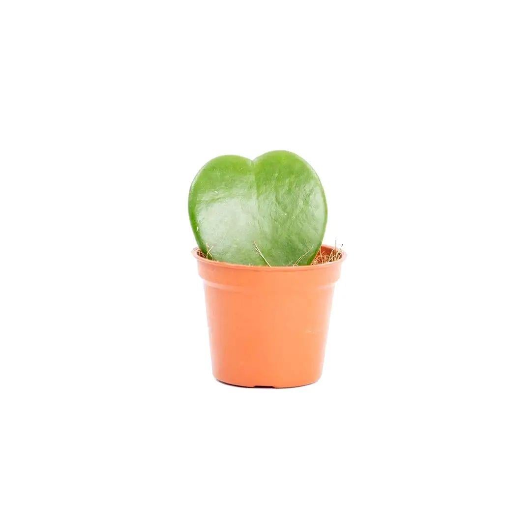 Hoya (Mum Çiçeği)