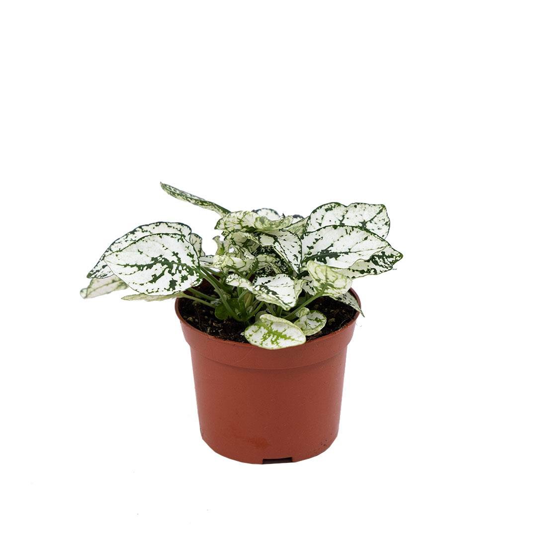 Hostes çiçeği (Hypoestes), pembe benekli yapraklı, kahverengi saksıda