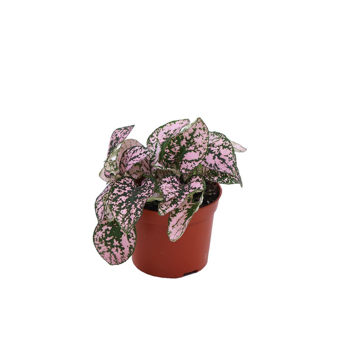 Hypoestes Çiçeği (Hostes Çiçeği) 5 - 10 Cm