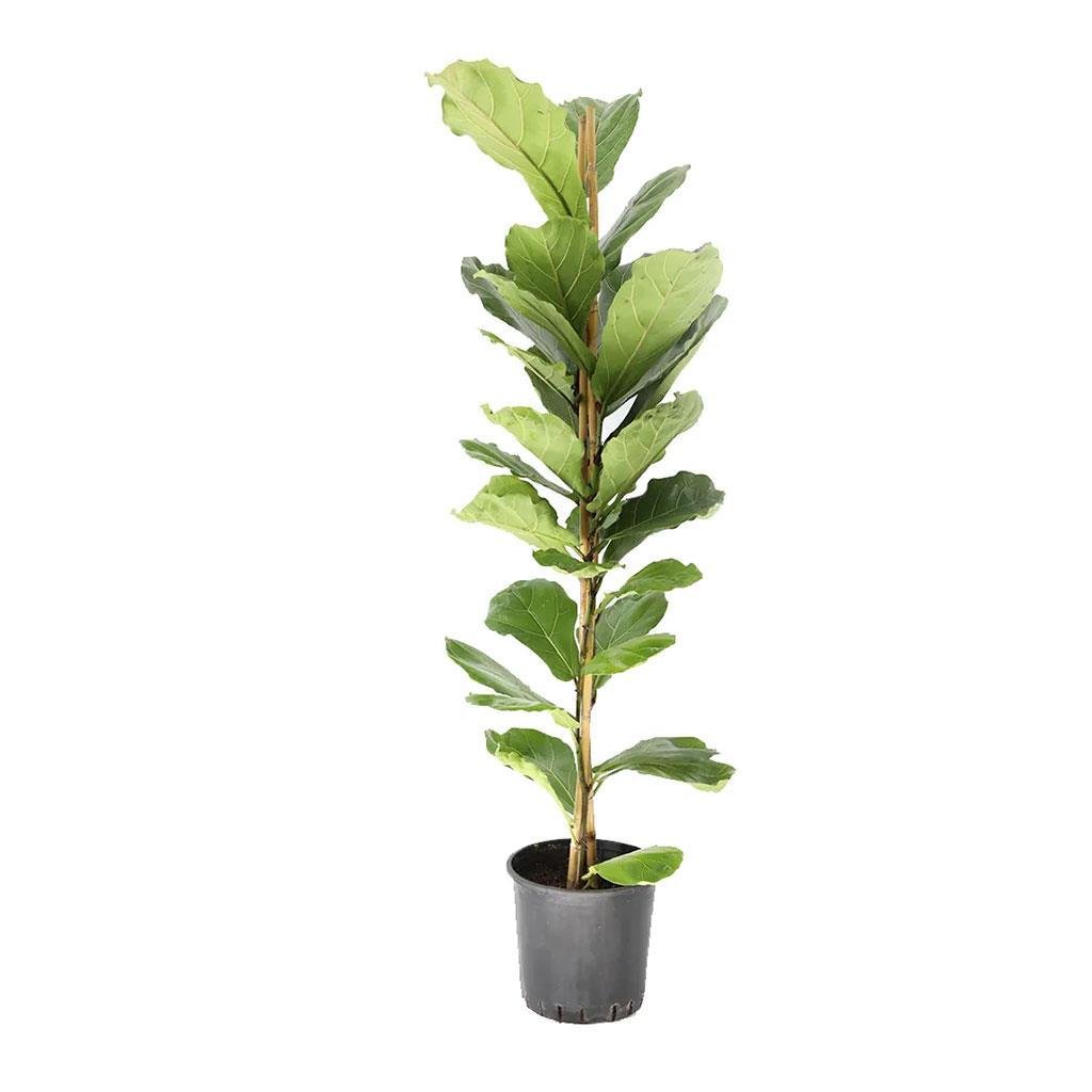 ikili-ficus-lyrata-125-150-cm-b467c2.jpg