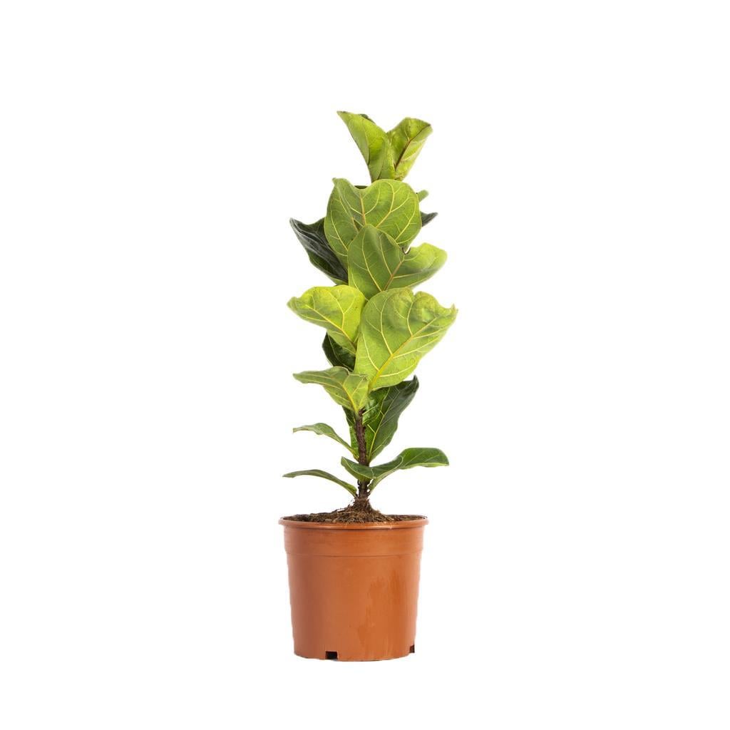 ikili-ficus-lyrata-cap-19-cm-boy-60-80-5d6c62.jpg
