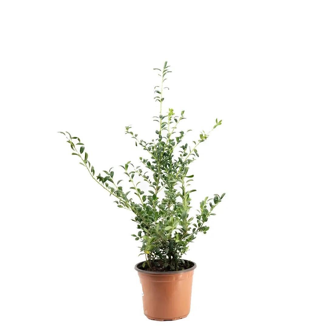 ilex-crenata-convexa--263c7.jpg