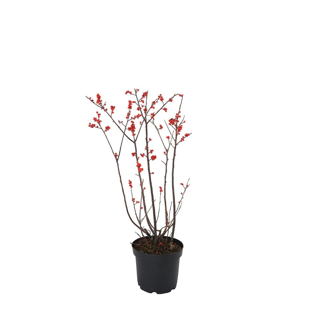 İlex Verticillata Çiçeği (Çoban Püskülü) 80-100 Cm