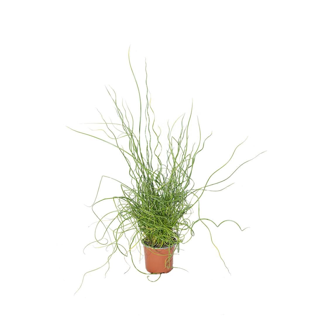 Juncus (Hasır Otu) Bitkisi