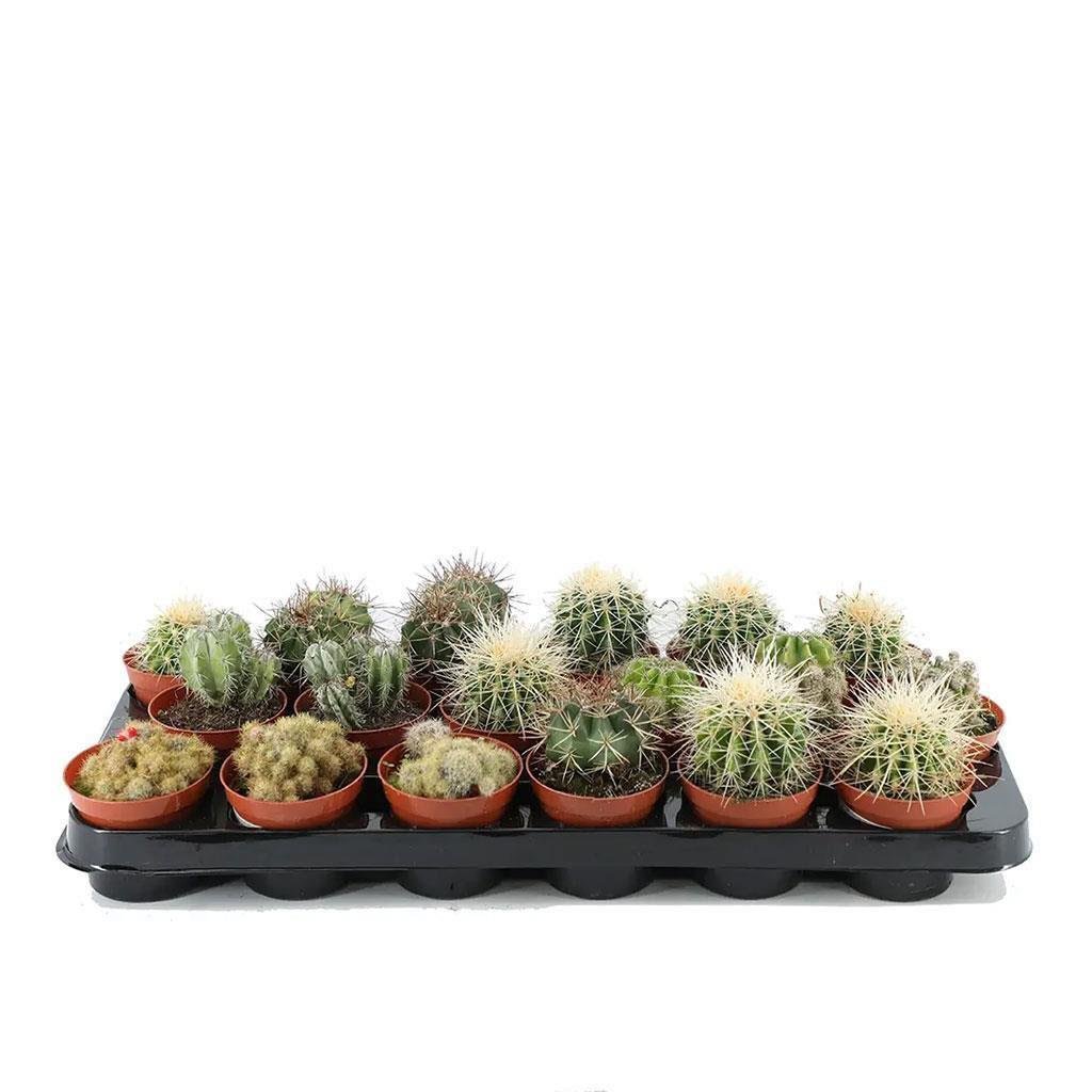 Kaktüs - Çap 8.5 Cm - 10 20 Cm  Yeşil