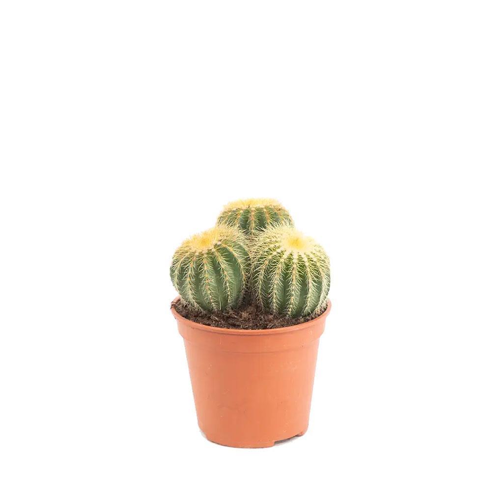 kaktus-extra-17-20-30-cm-s.i.-bfe14c.jpg