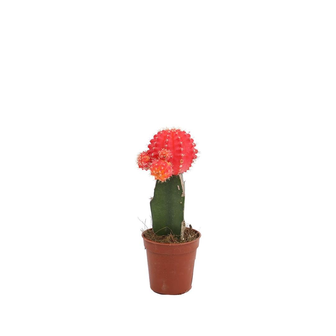 Kaktüs Gemend 10-20 Cm