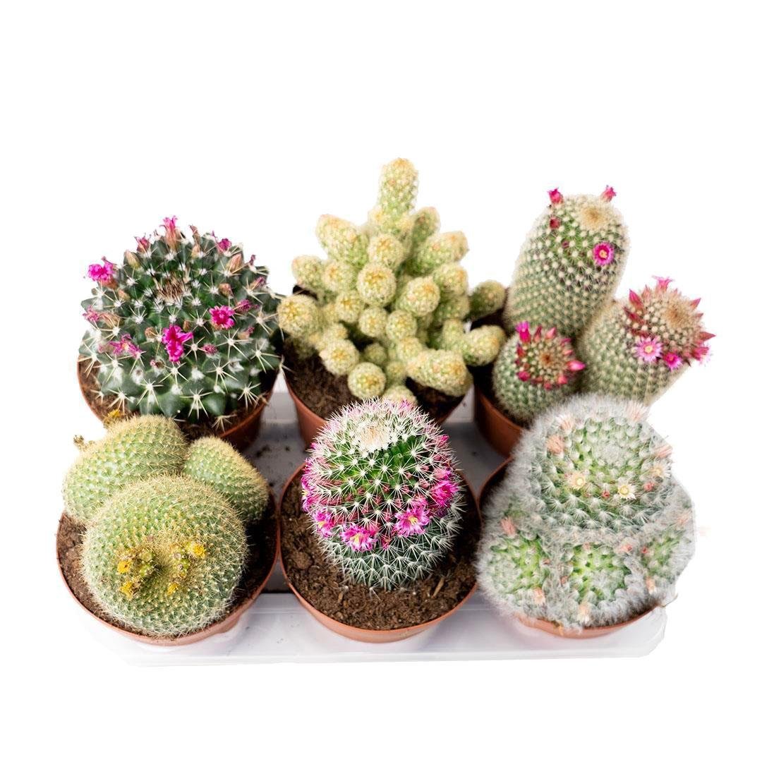Kaktüs Gemengd 10 -20 Cm Yeşil