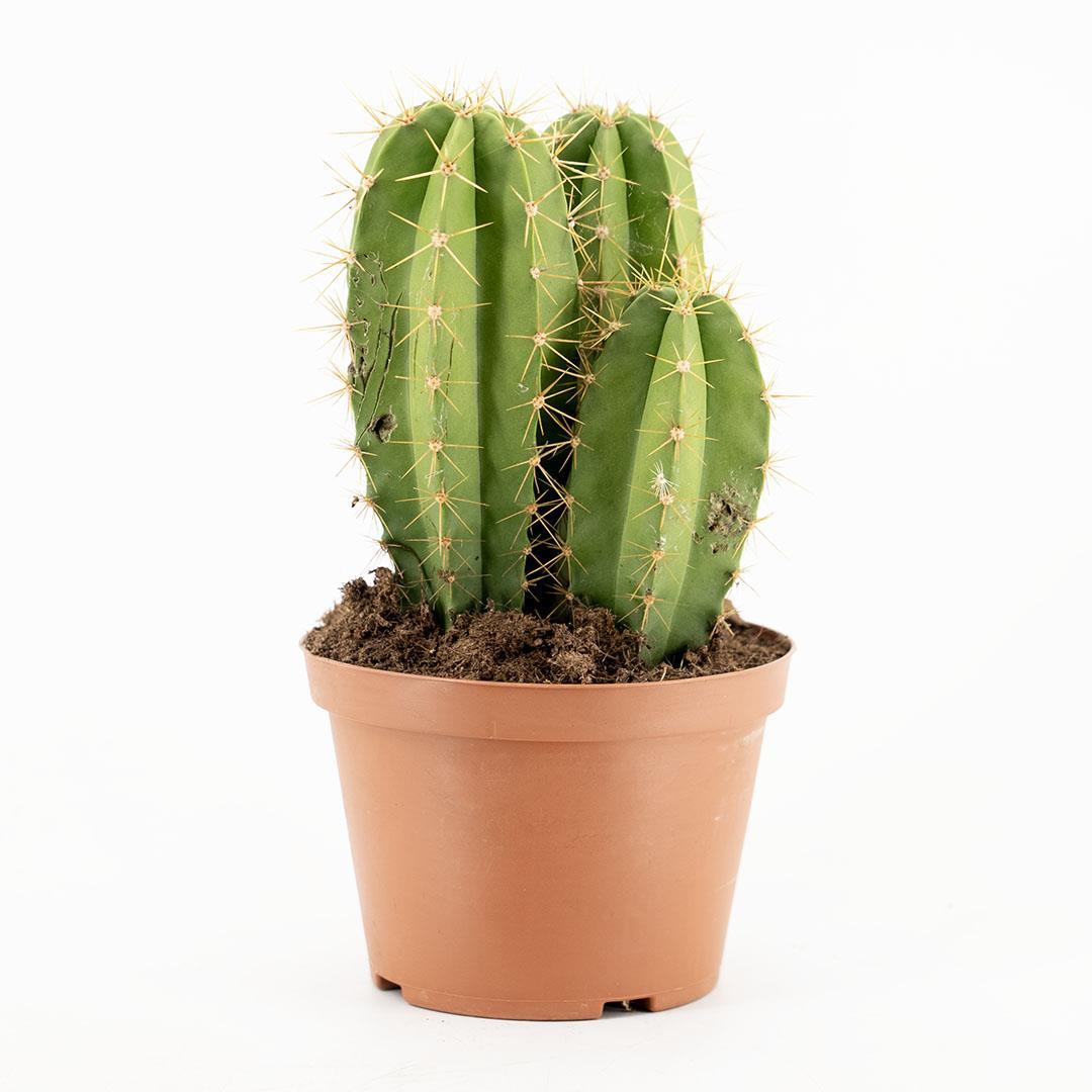 kaktus-melocactus-10-20-cm-856d97.jpg