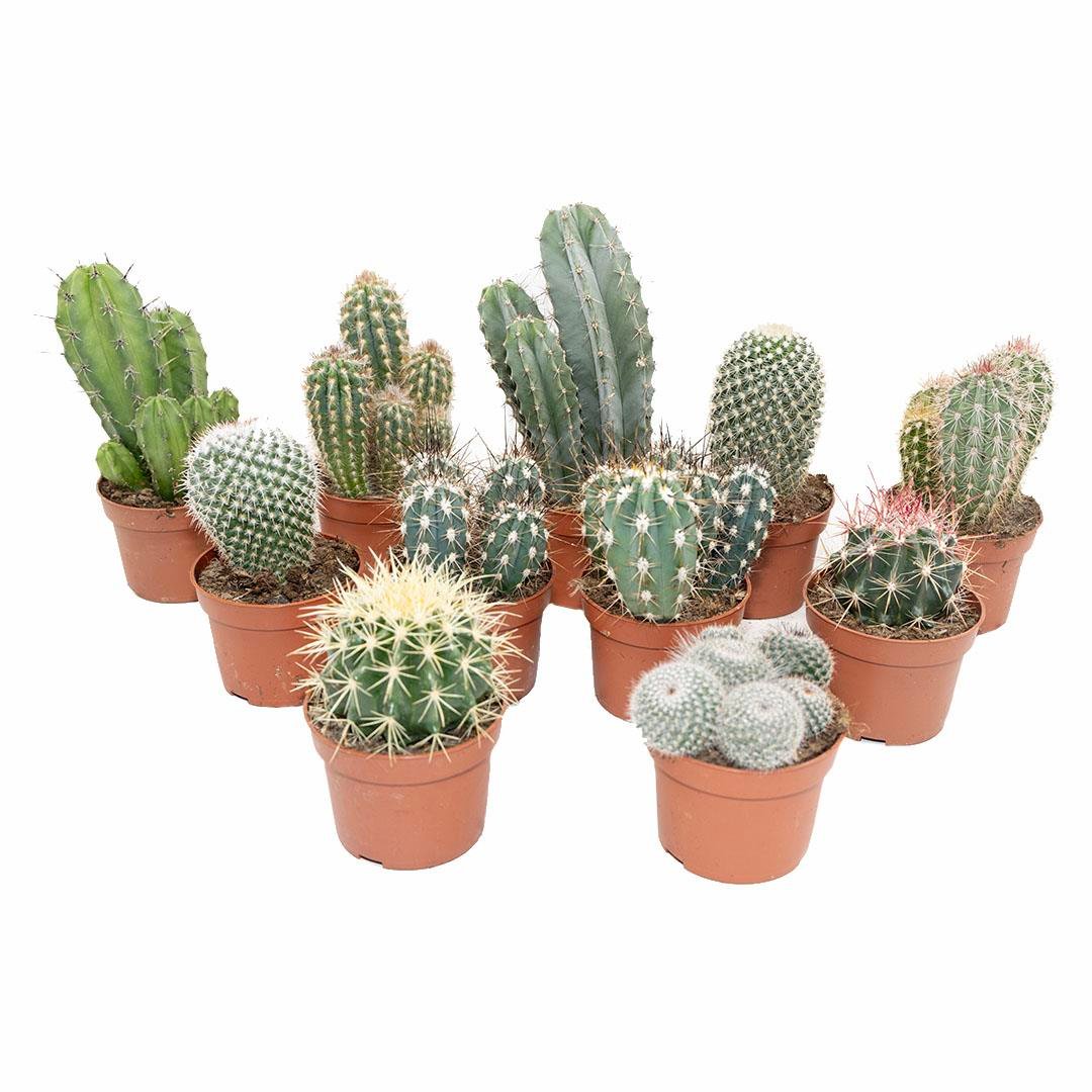 Kaktüs Mix 20-30 Cm