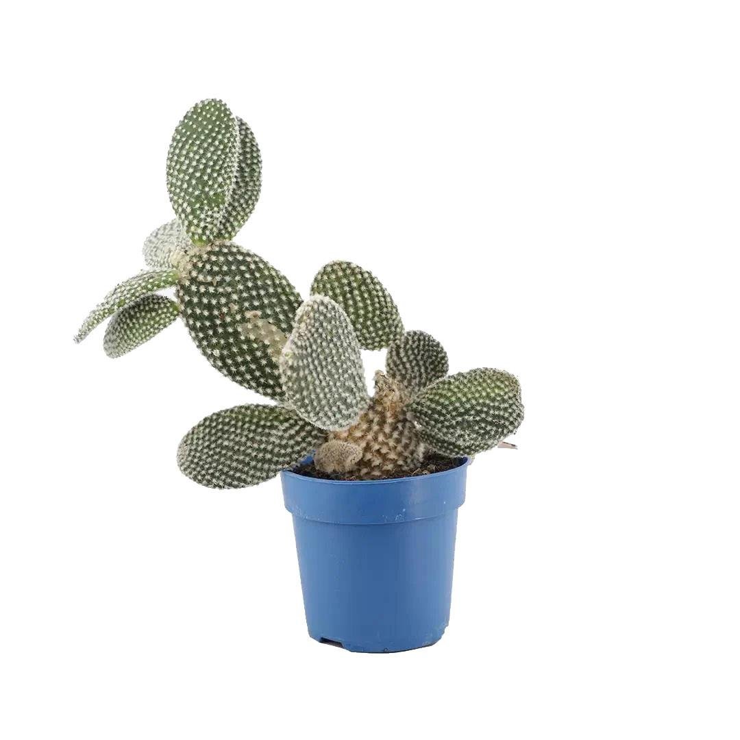 Kaktüs Opuntia - Hint İnciri Yeşil