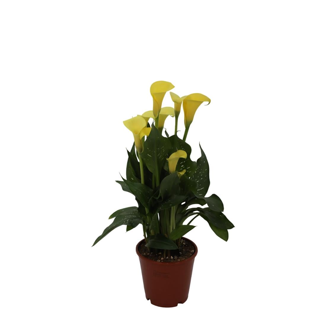 Kala - Gala Çiçeği 40-60 Cm