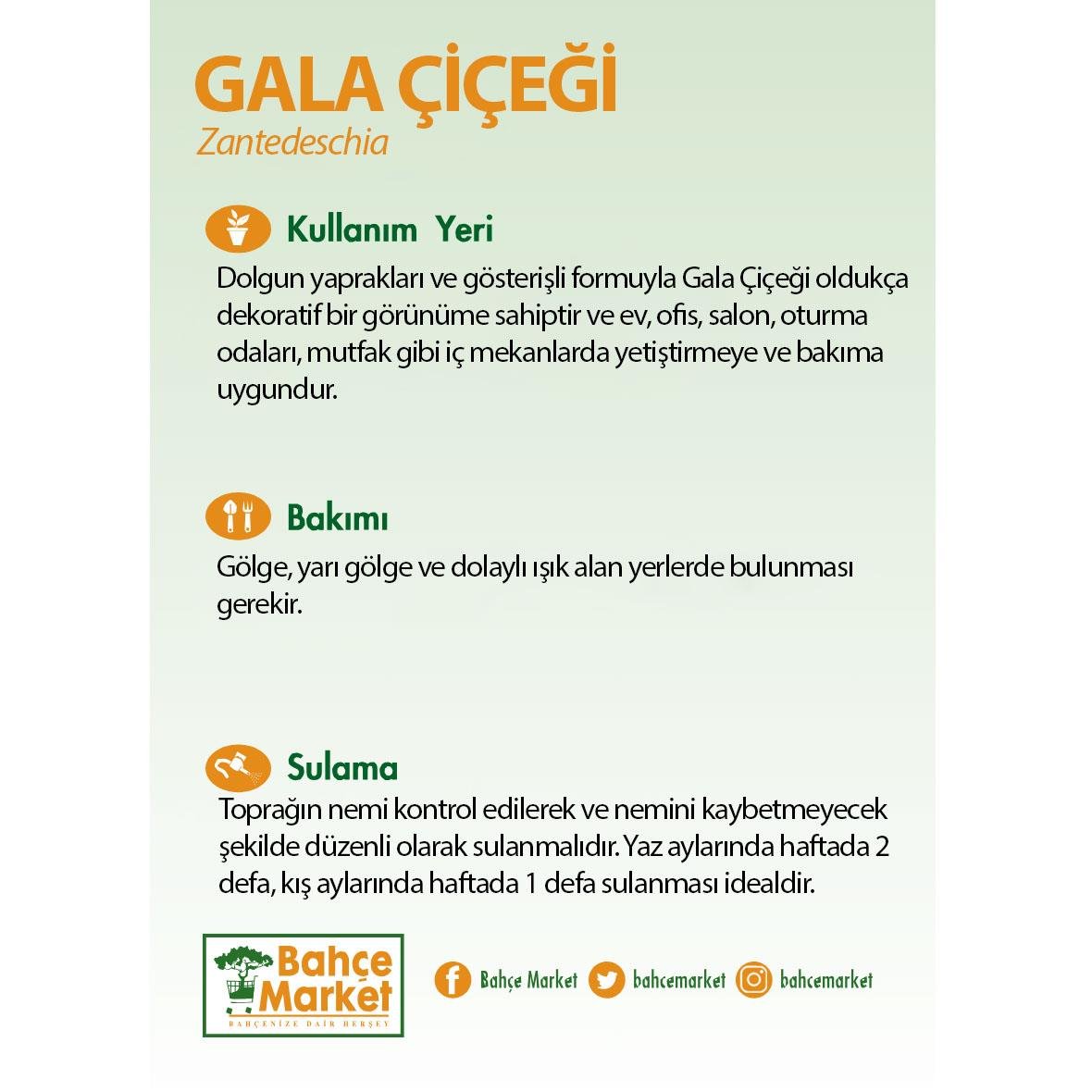 Gala çiçeği (kala), sarı çiçekli, kahverengi saksıda