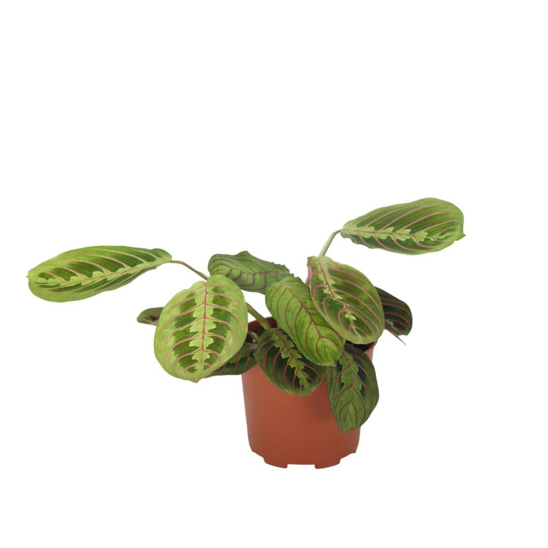 Kaladya (Calathea) Mix 20-30 Cm