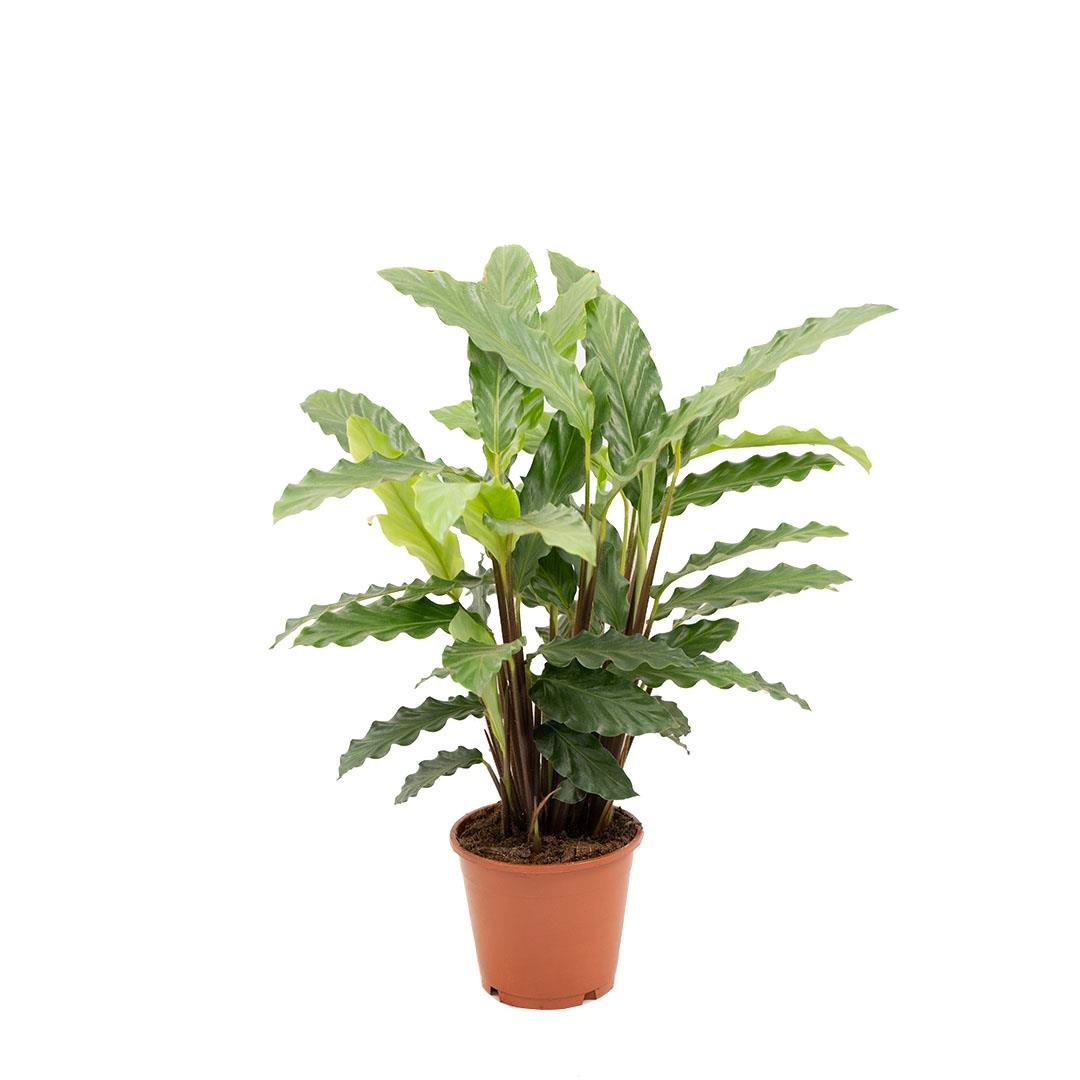 Kaladya (Calathea Mix ) - Dua Çiçeği Yeşil