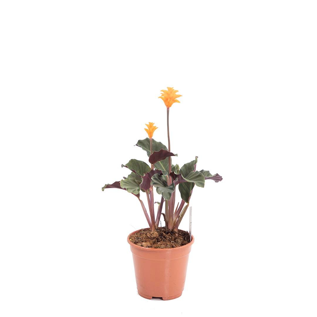 Kaladya Crocata (Dua Çiçeği) 30-40 Cm