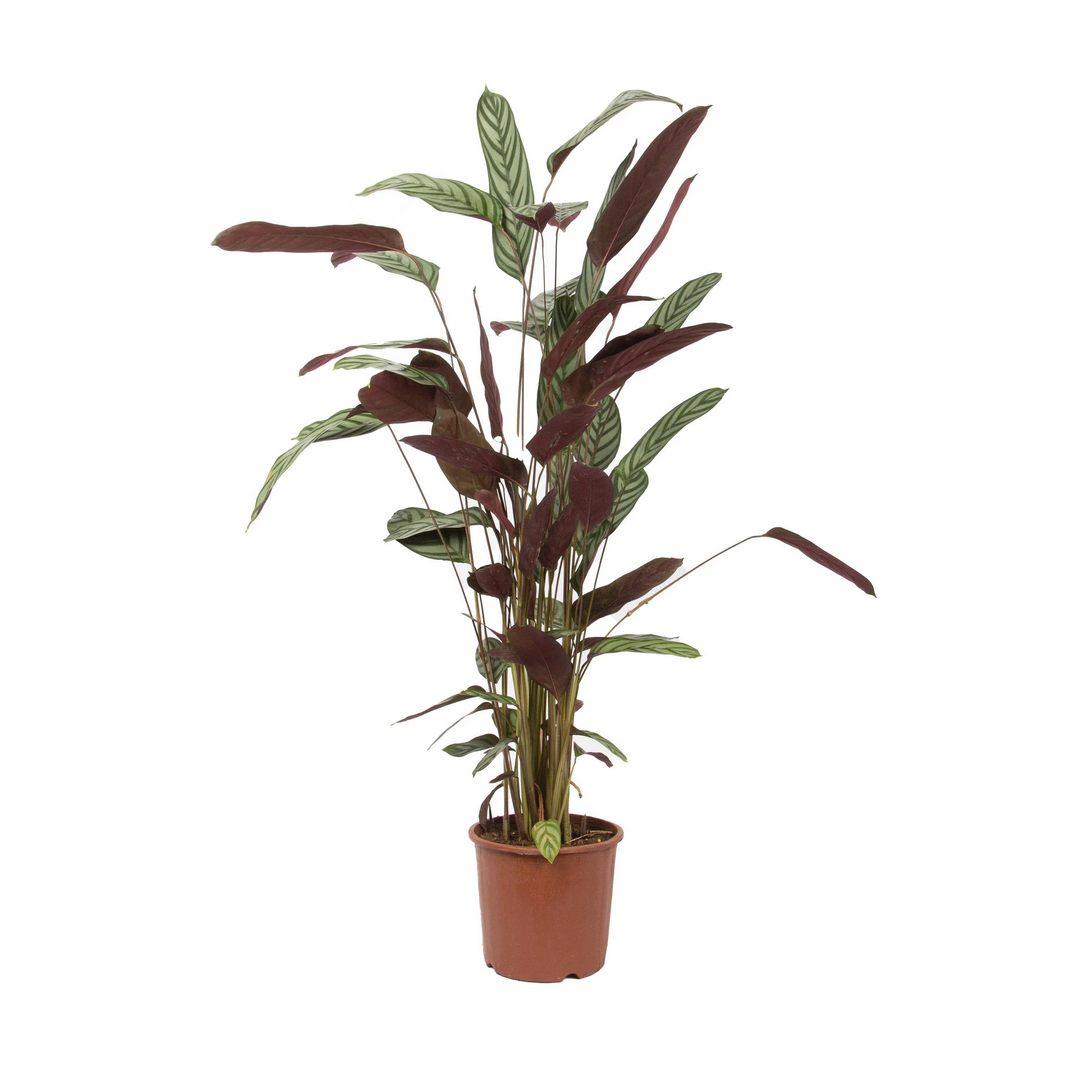 Kaladya Ctenanthe 70-80 Cm