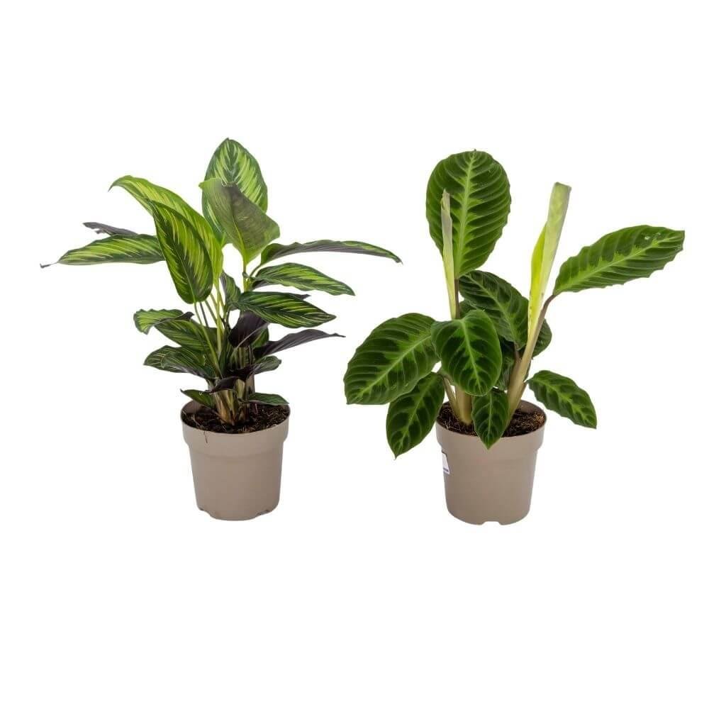 Kaladya Gemengd Çiçeği 46-60 Cm