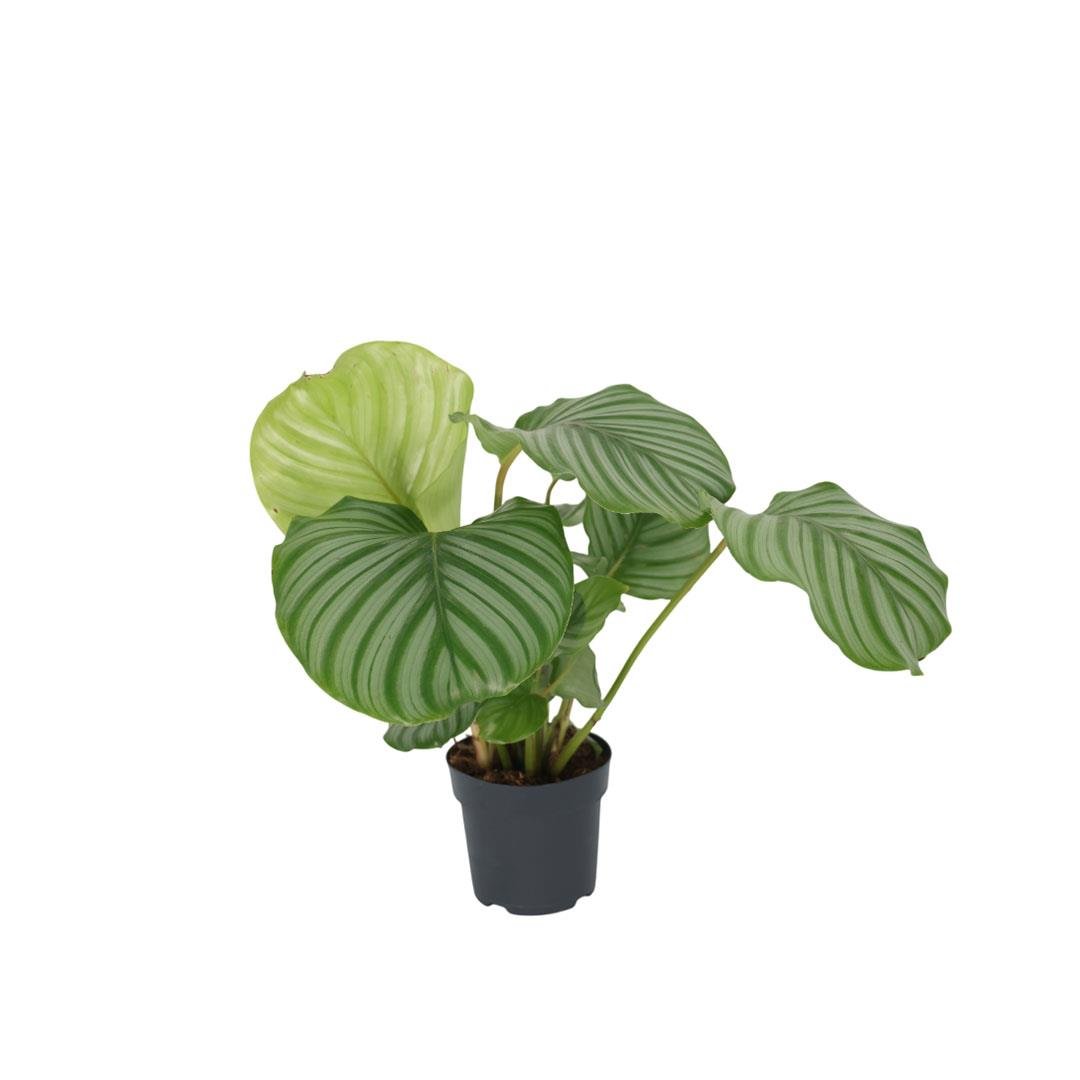 Kaladya Orbifolia 40-60 Cm