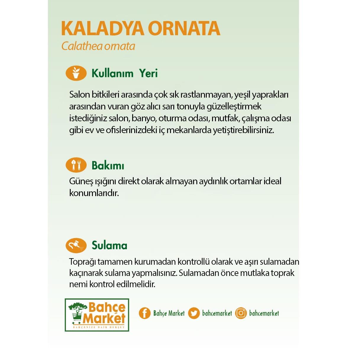 Kaladya Ornata - Dua Çiçeği Yeşil