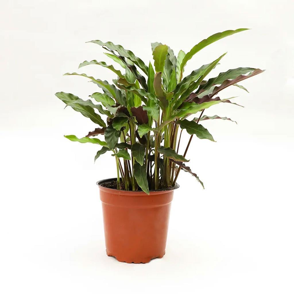 kaladya-rufibarba-cap-17-boy-20-30-cm-1a79d7.jpg