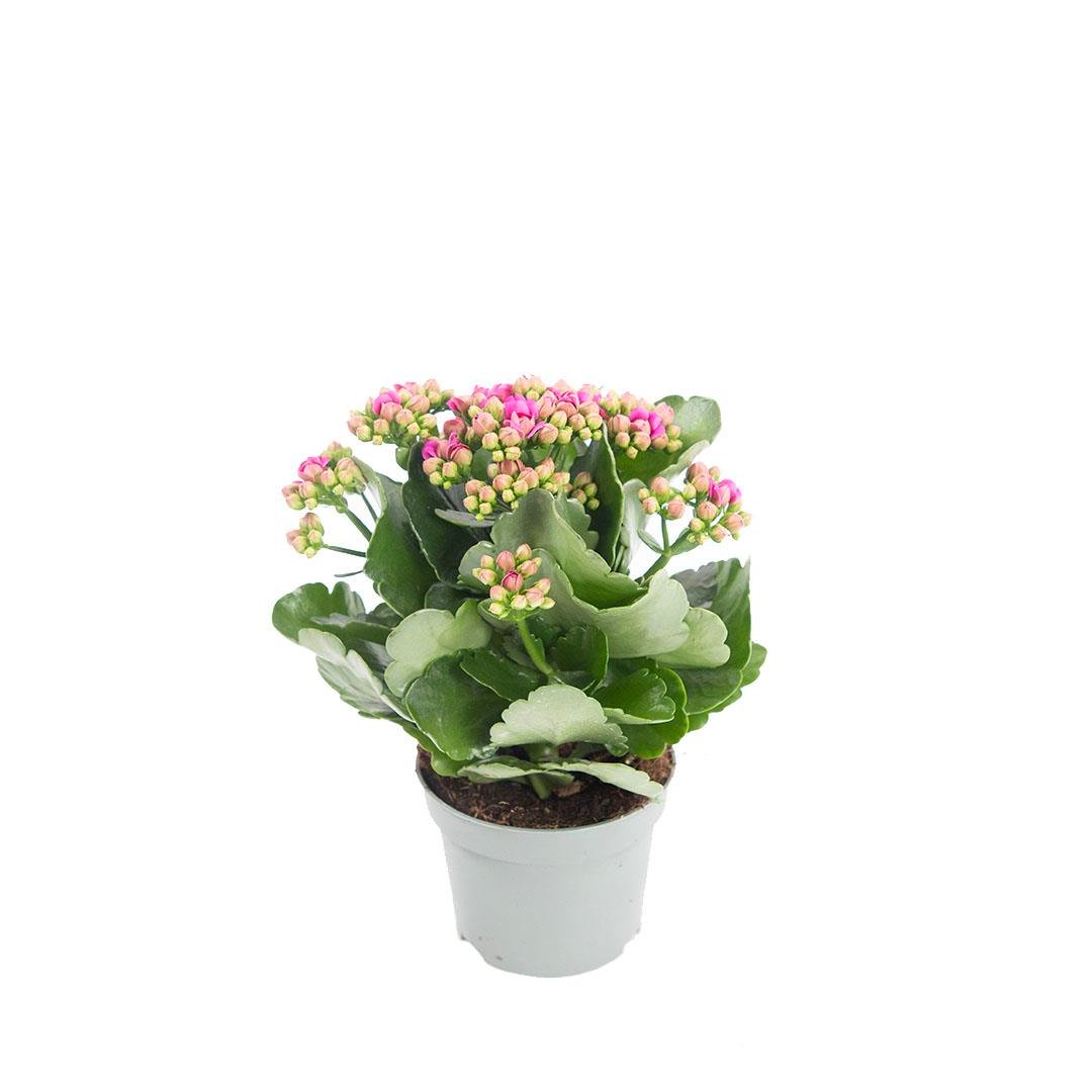 Kalanchoe