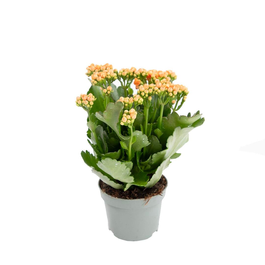 Kalanşo (Kalanchoe), sarı çiçekli, kahverengi saksıda