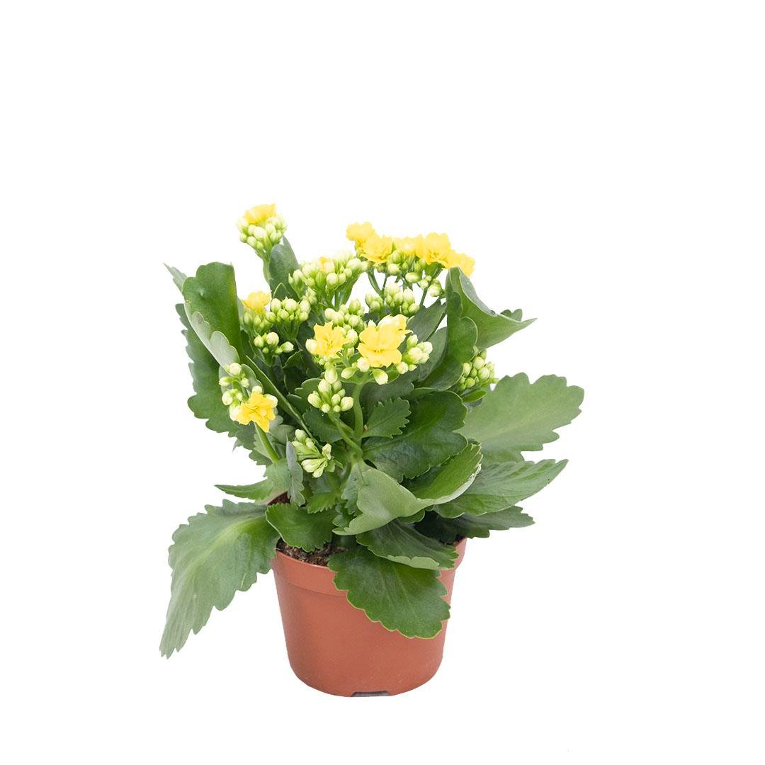 Kalanşo (Kalanchoe), kırmızı çiçekli ve tomurcuklu, kahverengi saksıda