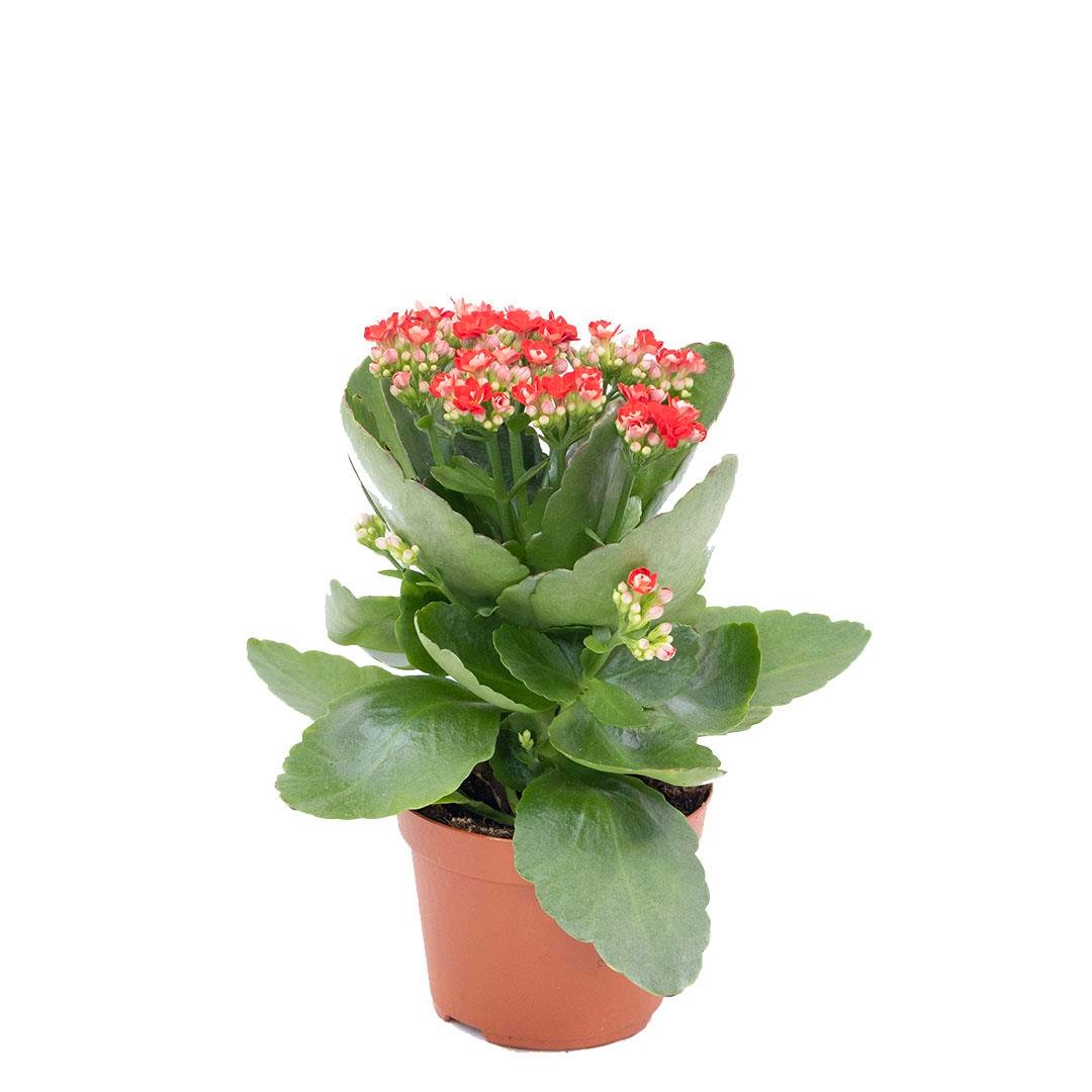 Kalanşo (Kalanchoe) bakım kartı: Ev ve ofise uygun sukulent çiçek. Doğrudan güneş almayan aydınlık yerde tutun. Az sulayın, toprağı kontrol edin.