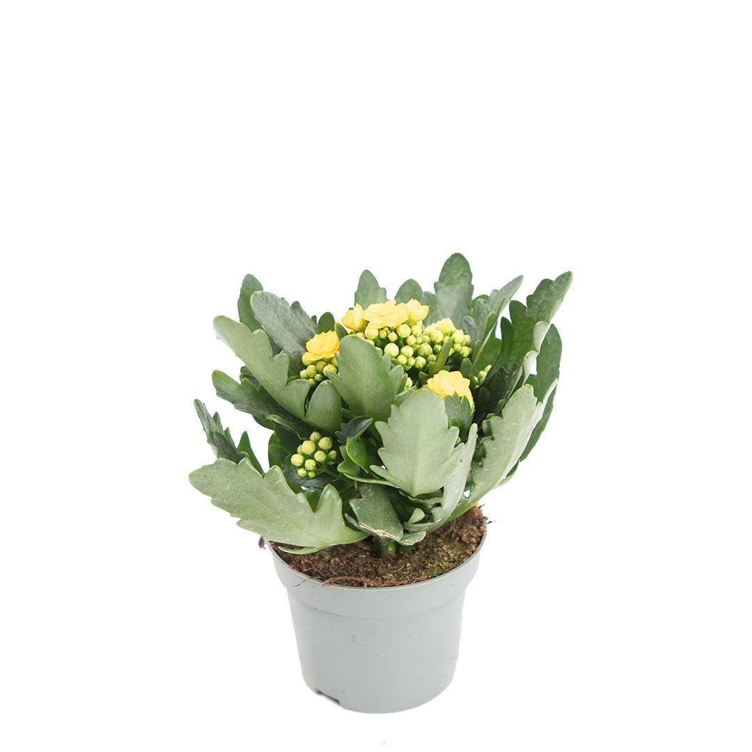 Kalanchoe