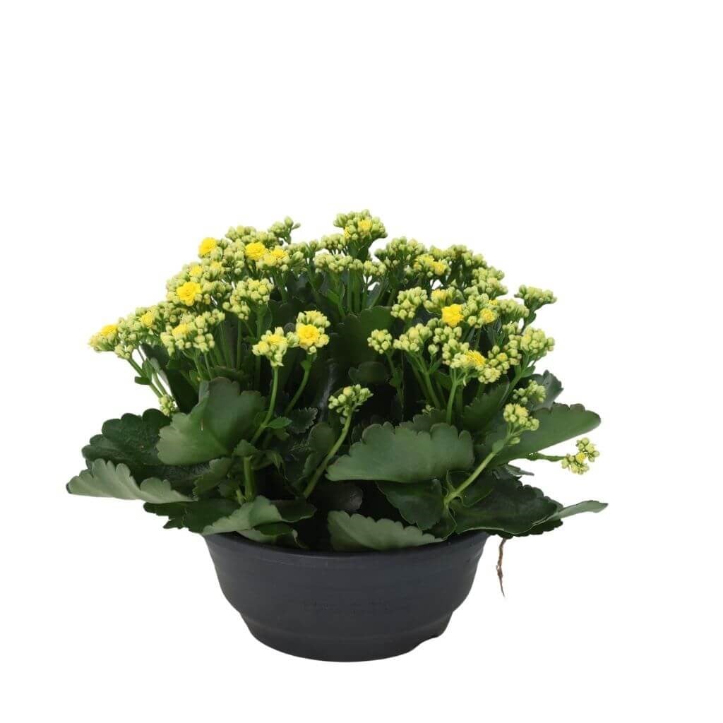 Kalanchoe - Kalanşo Çiçeği 20 - 30 Cm