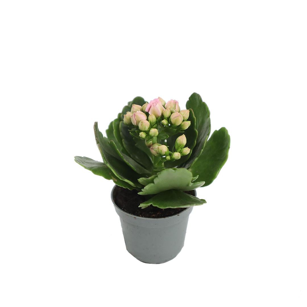 Kalanchoe Mini