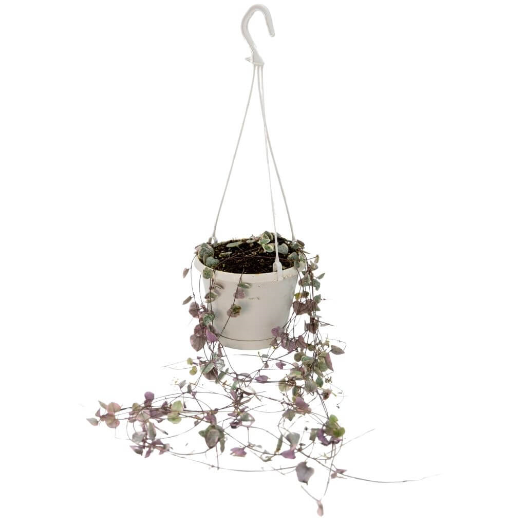 Kalp kalbe Karşı 60-80 Cm