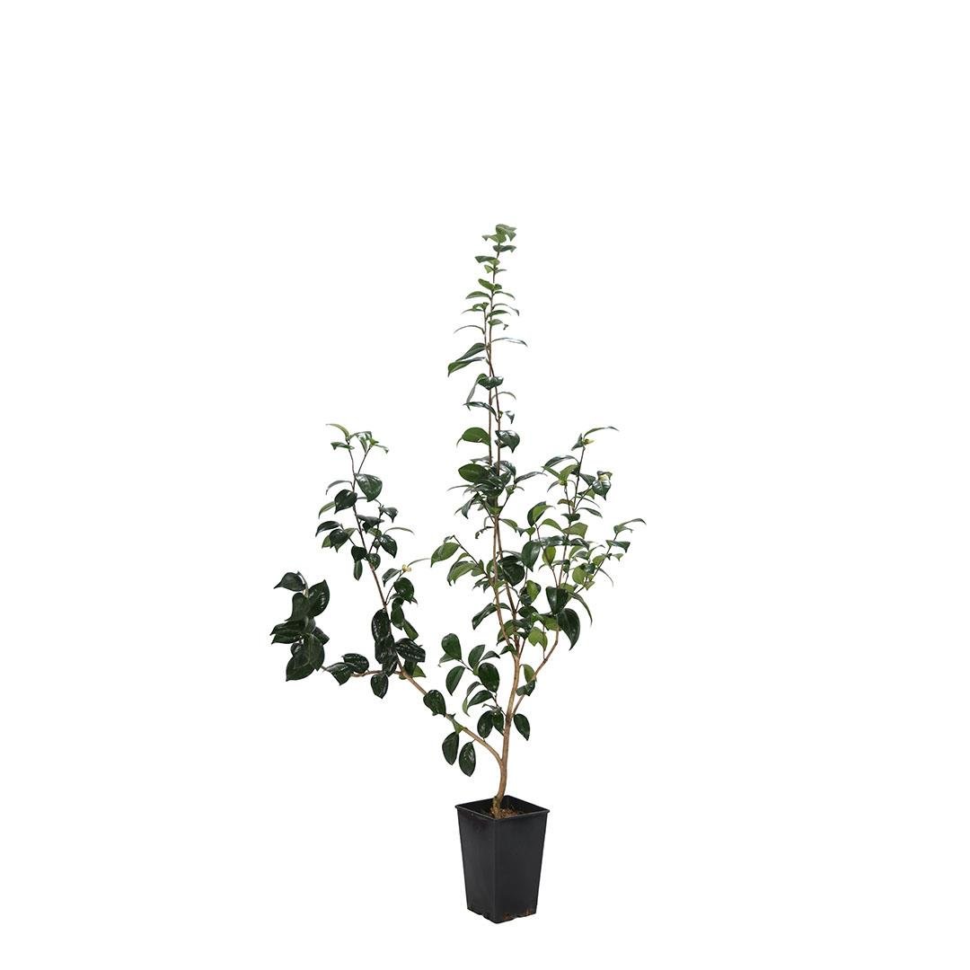 Kamelya 60-80 Cm