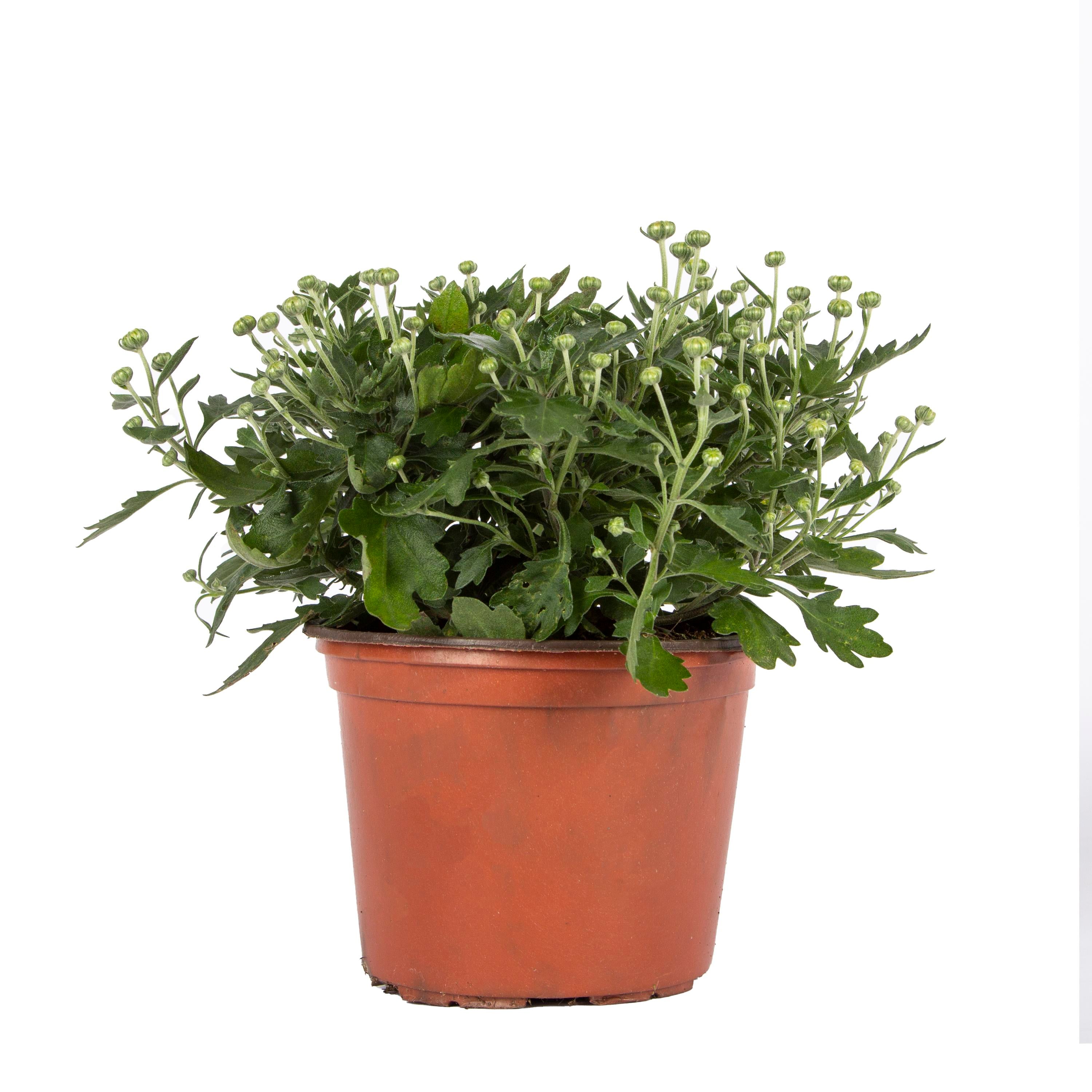Kasımpatı Çiçeği 10 - 20 Cm