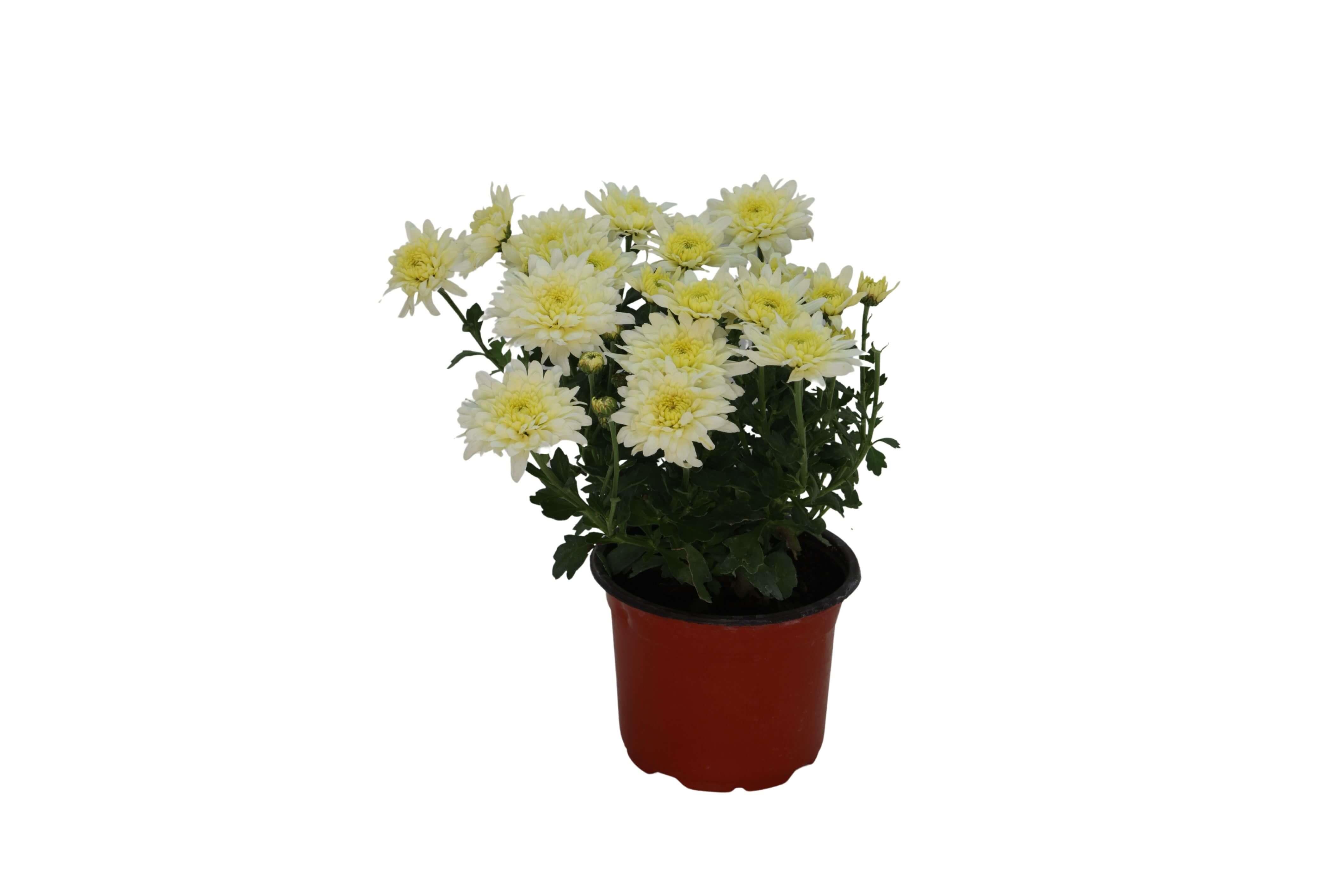 Kasımpatı Çiçeği 10 -20 Cm