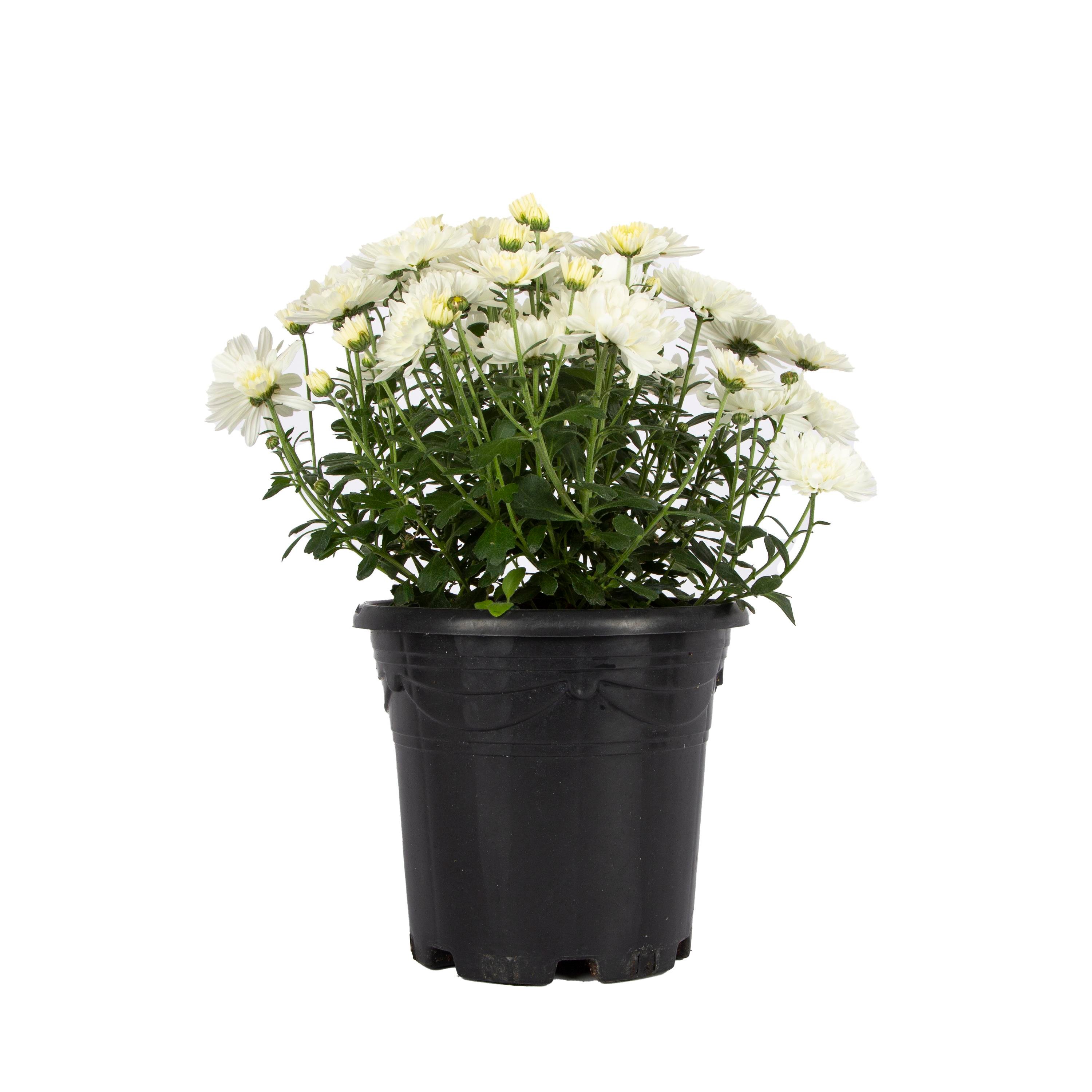 Kasımpatı Çiçeği 20 -30 Cm