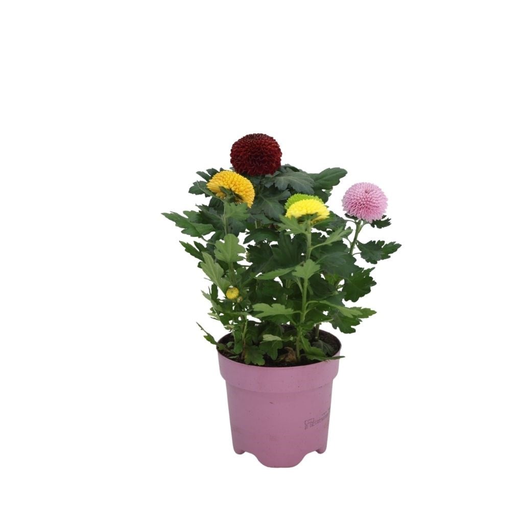 Kasımpatı Çiçeği 30-40 Cm